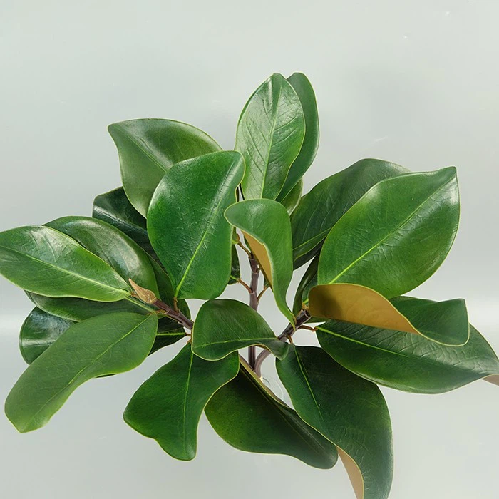Artificial magnolia leaf